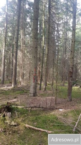 Działka leśna Majdan Nowy. Zdjęcie 1
