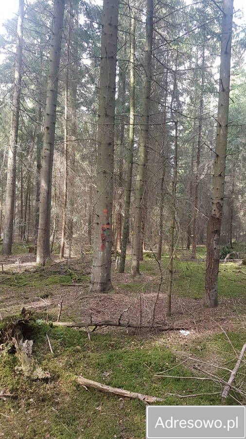 Działka leśna Majdan Nowy