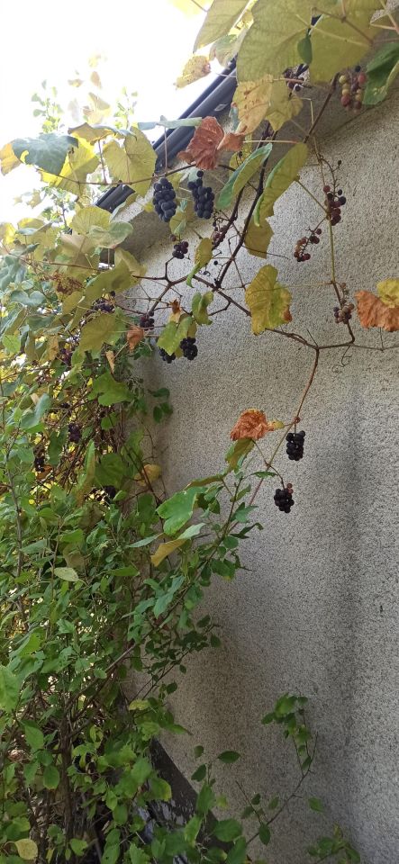 Działka rod Starogard Gdański Centrum, ul. Tczewska. Zdjęcie 14