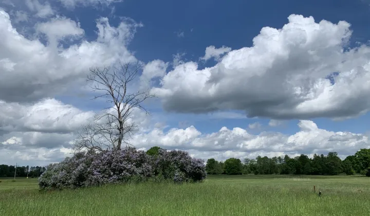 Działka budowlana Arciechów, ul. Dąbrowiecka