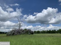 Działka budowlana Arciechów, ul. Dąbrowiecka. Zdjęcie 1