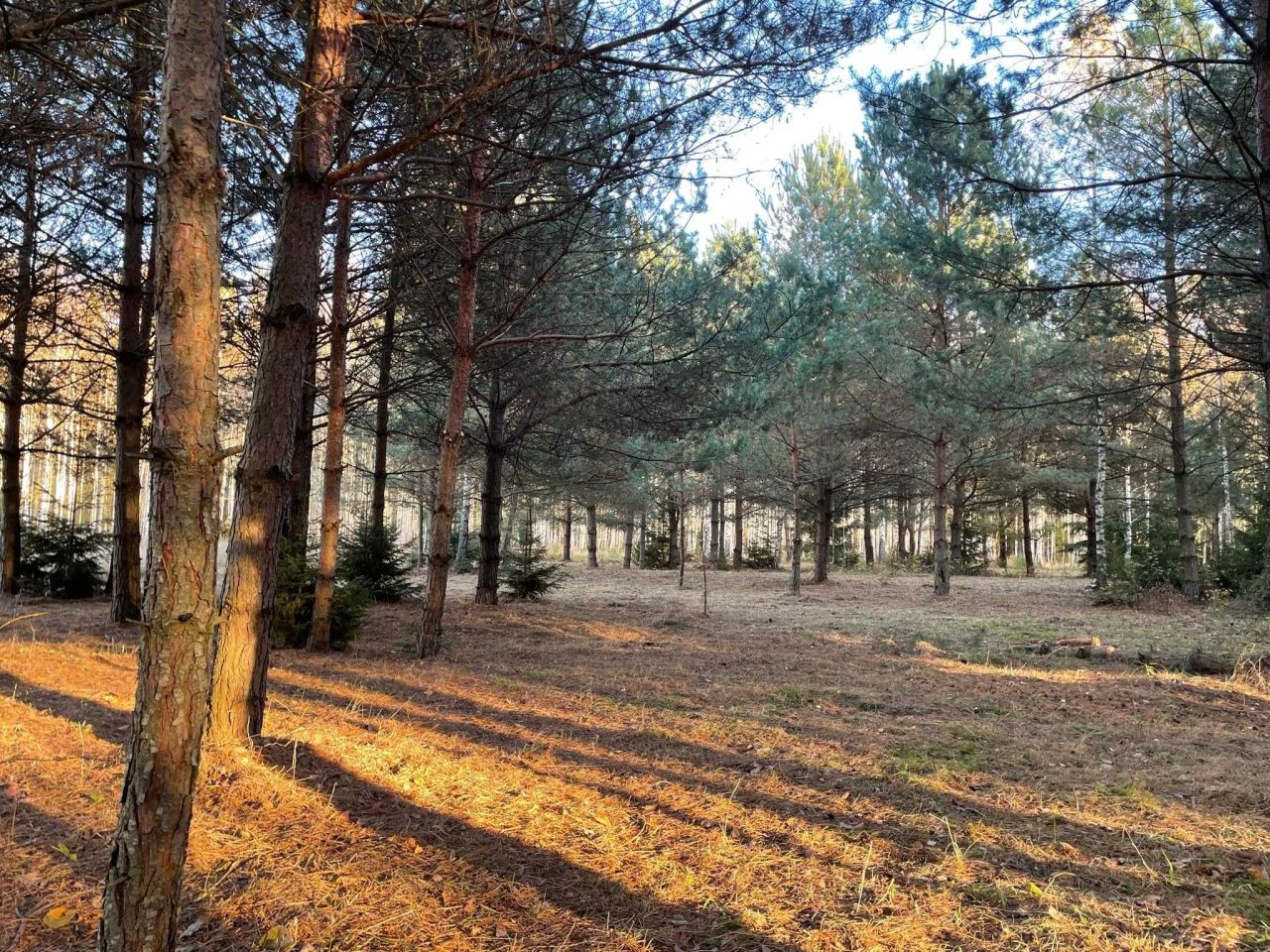 Działka rolno-budowlana Skupowo. Zdjęcie 4