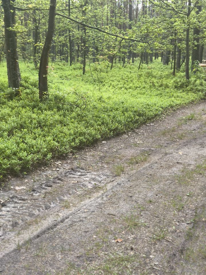 Działka leśna Stanowiska. Zdjęcie 6