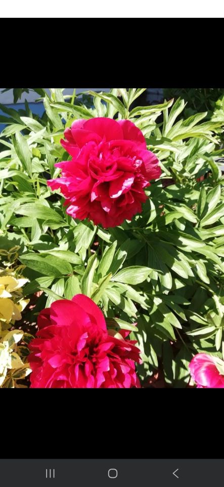 Działka rekreacyjna Jastrzębie-Zdrój Zofiówka, ul. Wojciecha Korfantego. Zdjęcie 6