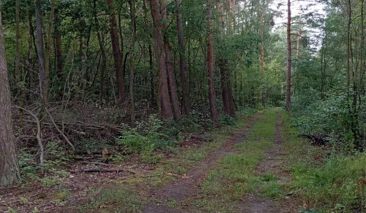 Działka leśna Ludwikowo