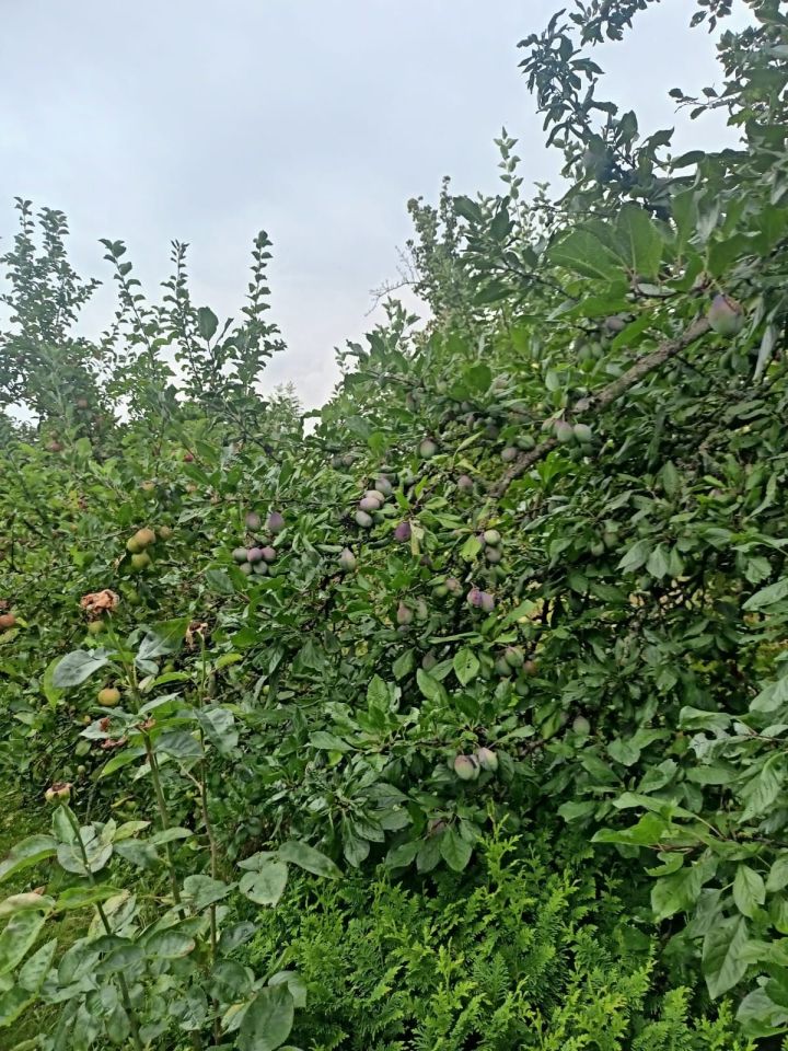 Działka rod Strzegom. Zdjęcie 7