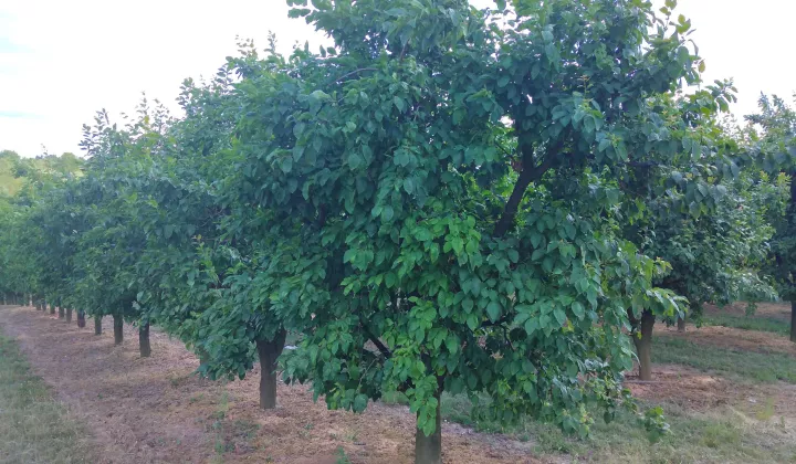 Działka rekreacyjna Gierlachów