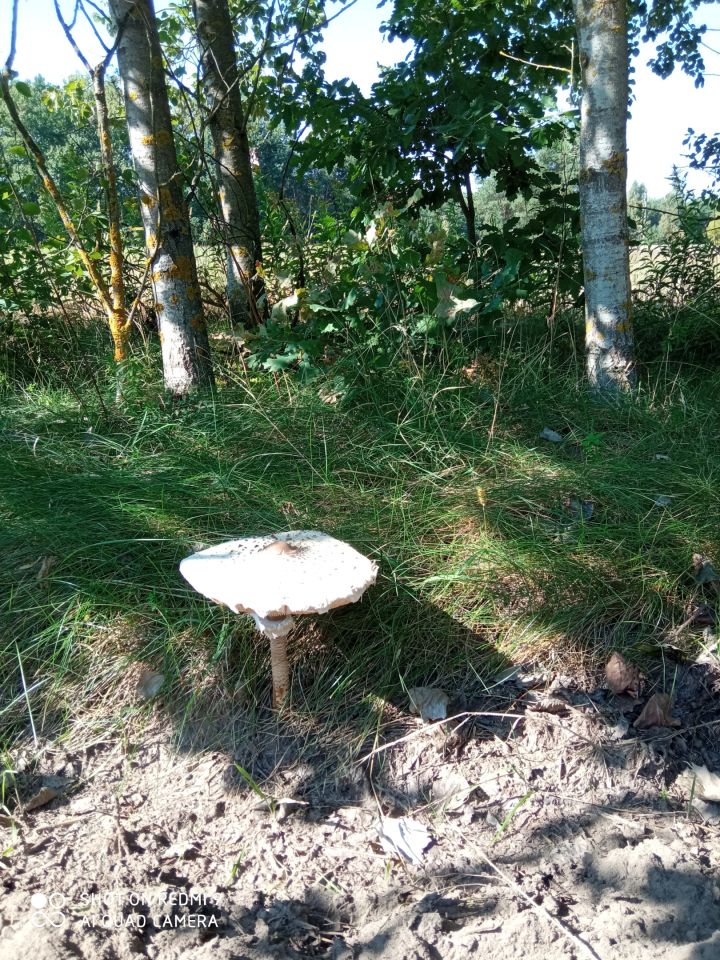 siedlisko, 1 pokój Ławeczko Stare. Zdjęcie 14