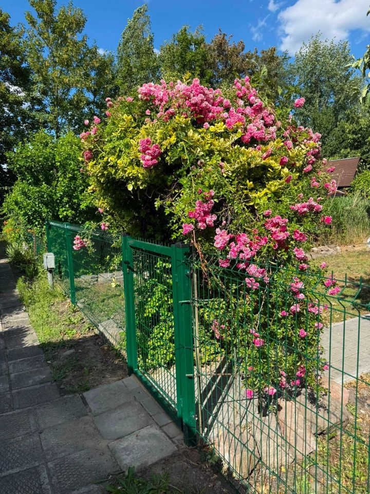 Działka rod Katowice Kostuchna. Zdjęcie 5