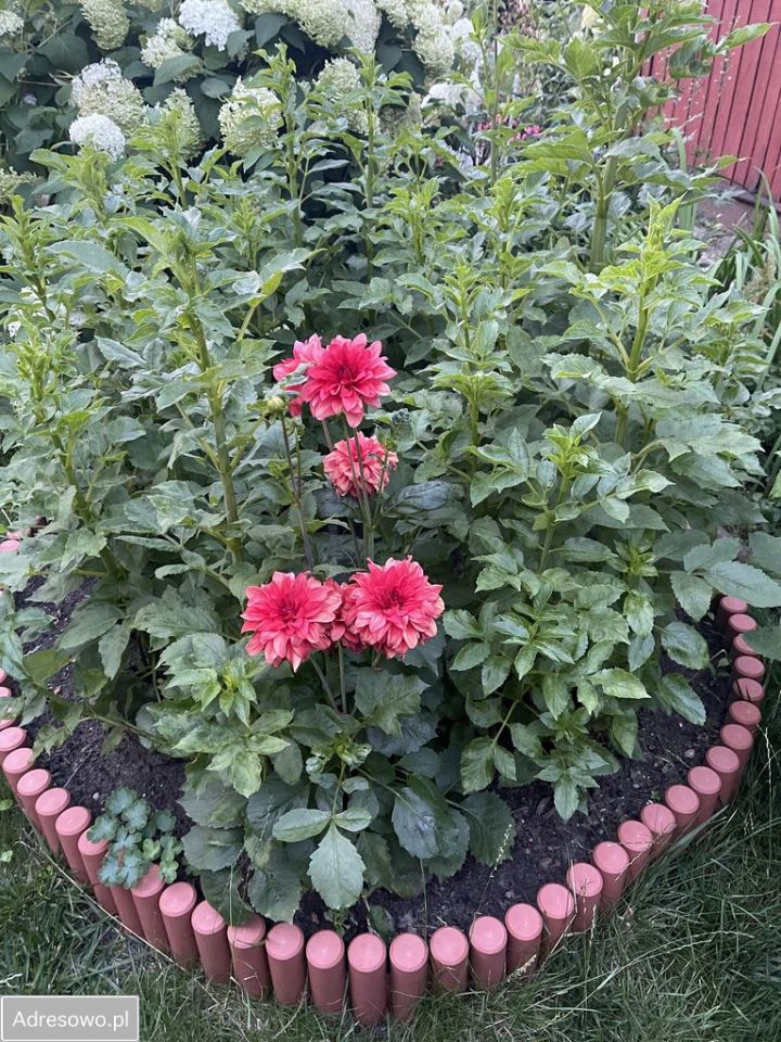 Działka rod Łódź Bałuty, ul. Plantowa. Zdjęcie 5