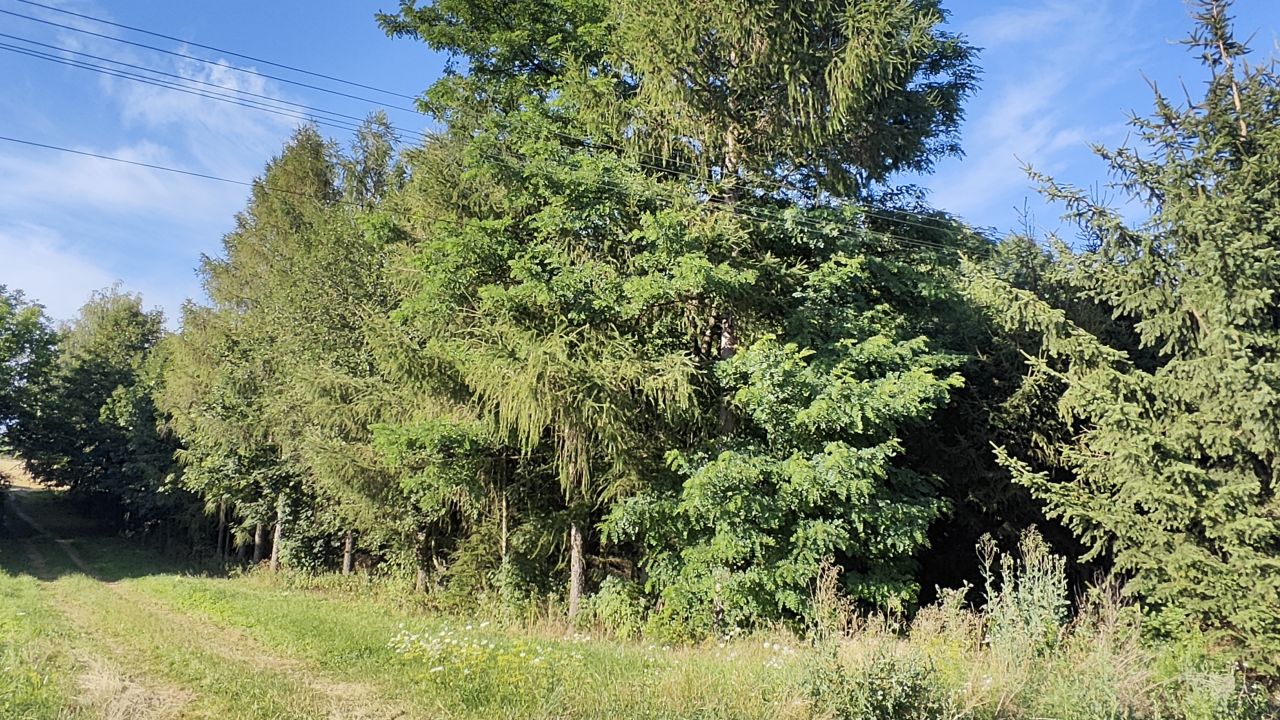 Działka rolno-budowlana Cieplice. Zdjęcie 17