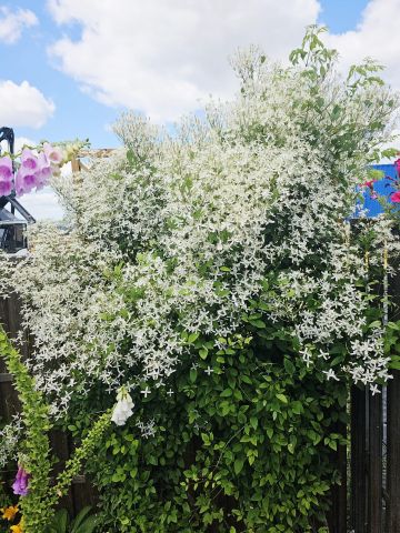 dom wolnostojący, 5 pokoi Borowa Góra, ul. Kameralna. Zdjęcie 32