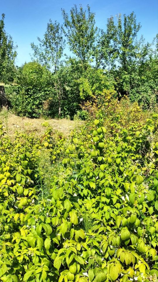 Działka budowlana Krzywin, Drzewiarzy. Zdjęcie 3