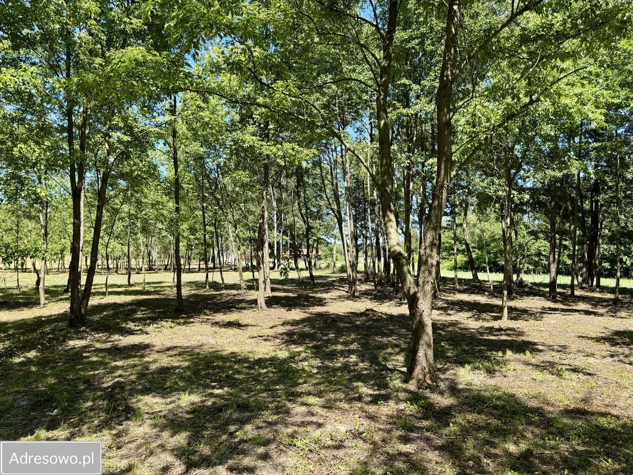 Działka budowlana Antoninów. Zdjęcie 14