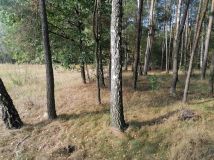 Działka rolno-budowlana Józefowo. Zdjęcie 4