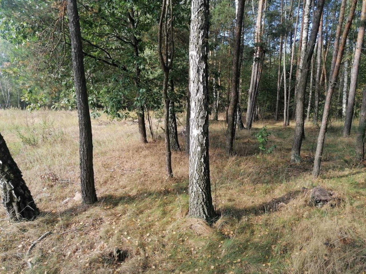 Działka rolno-budowlana Józefowo. Zdjęcie 5