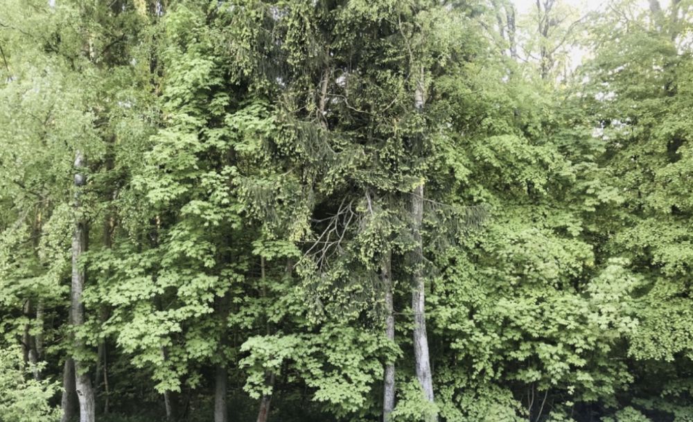 dom szeregowy, 3 pokoje Koszalin Rokosowo. Zdjęcie 3