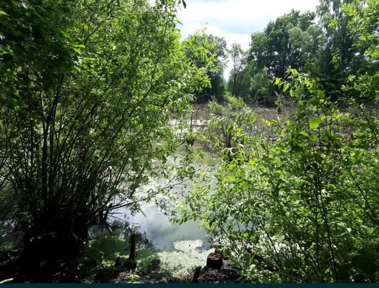 Działka siedliskowa Krągłe. Zdjęcie 3