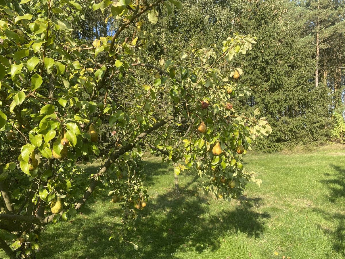 Działka rolno-budowlana Chojno. Zdjęcie 6