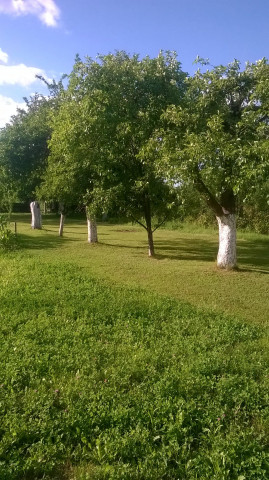 Działka rolno-budowlana Dąbrowa. Zdjęcie 1