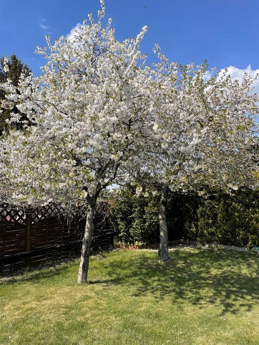 Działka rod Śrem. Zdjęcie 4