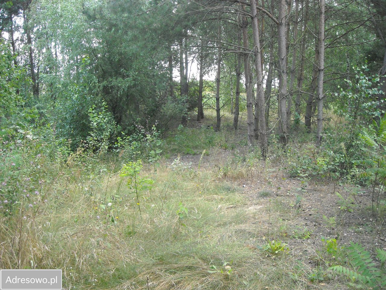 Działka budowlana Stare Koziminy. Zdjęcie 7