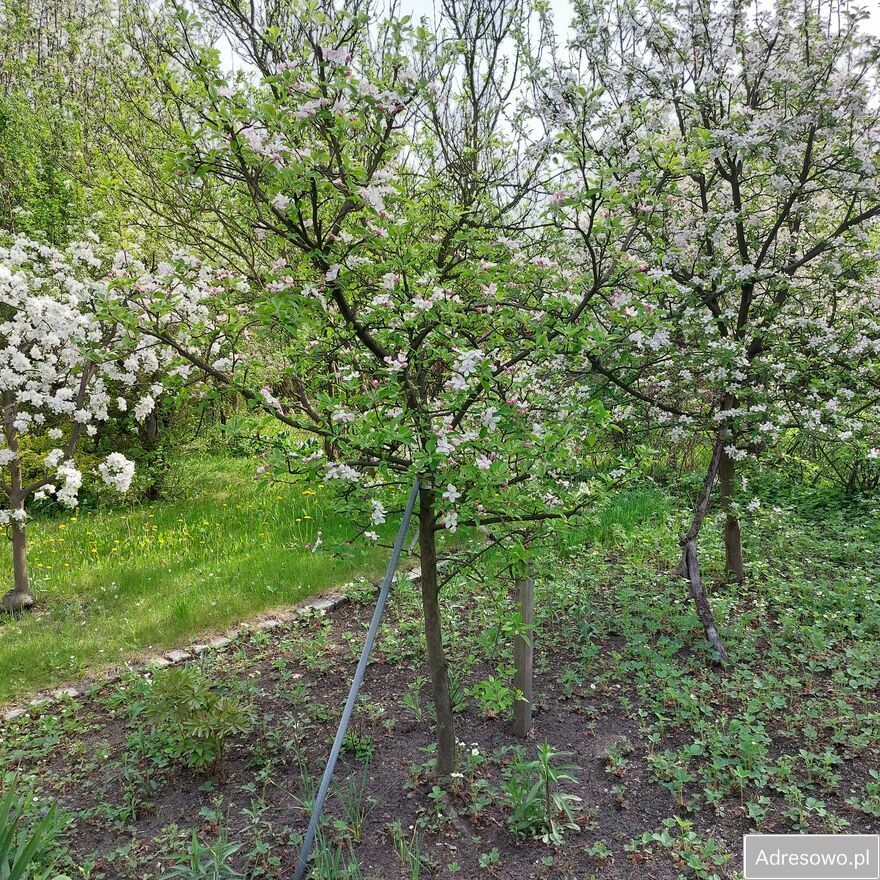 Działka rod Gliwice, ul. Akademicka. Zdjęcie 4