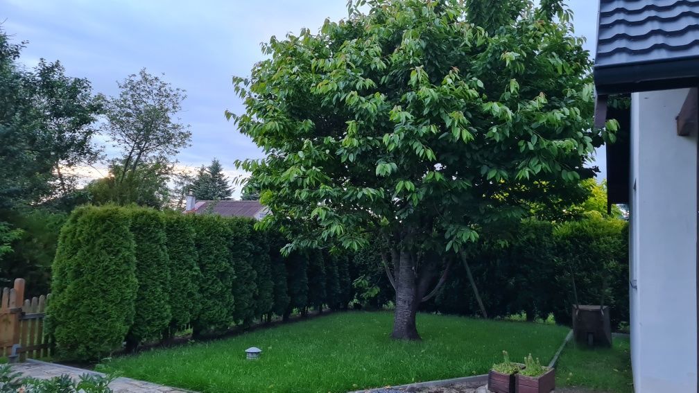 Działka rod Biedrusko. Zdjęcie 7