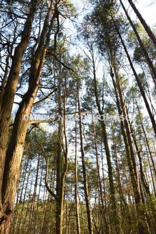 Działka budowlana Inowłódz. Zdjęcie 2