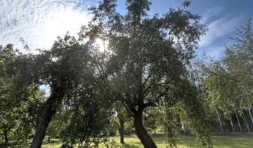 Działka budowlana Sulisławice