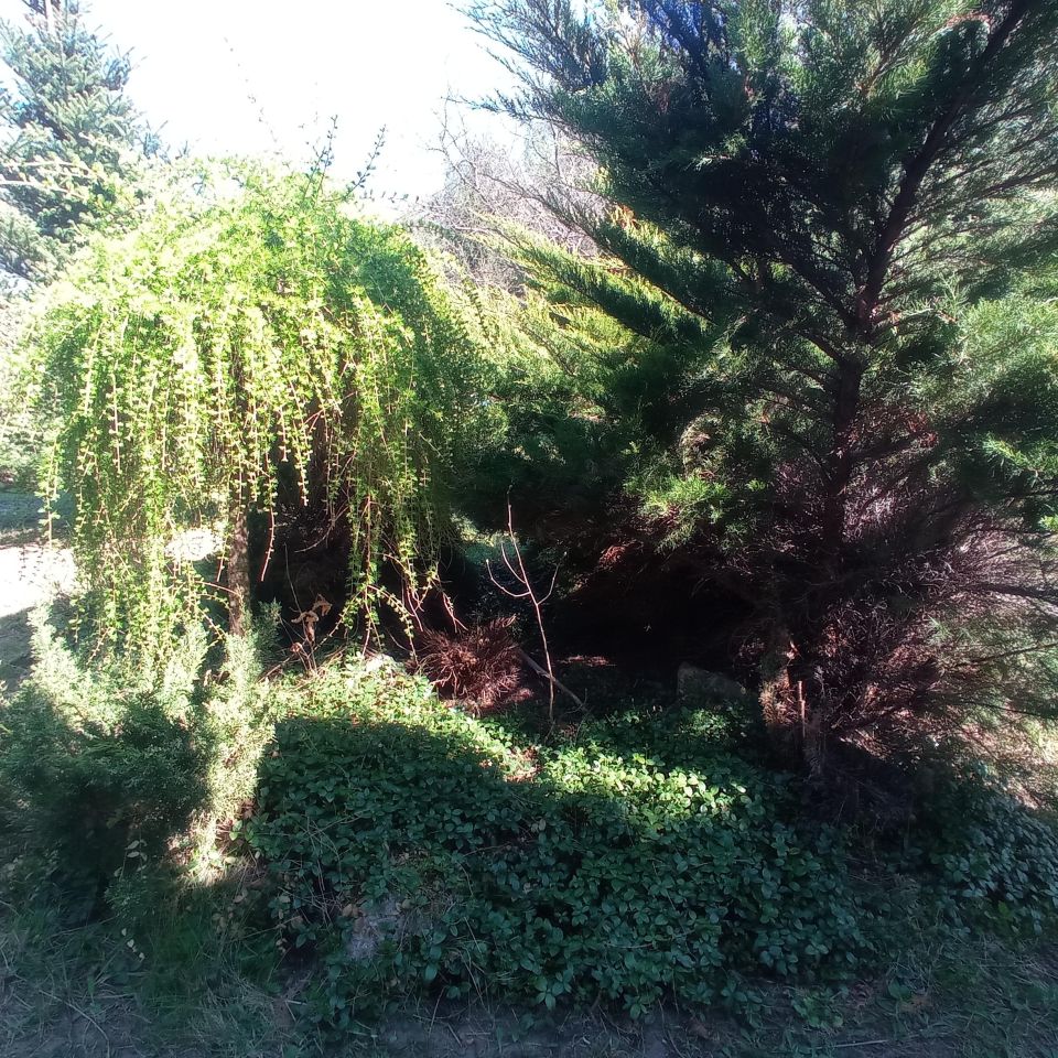 Działka rod Sosnowiec Kazimierz, ul. Limbowa. Zdjęcie 11