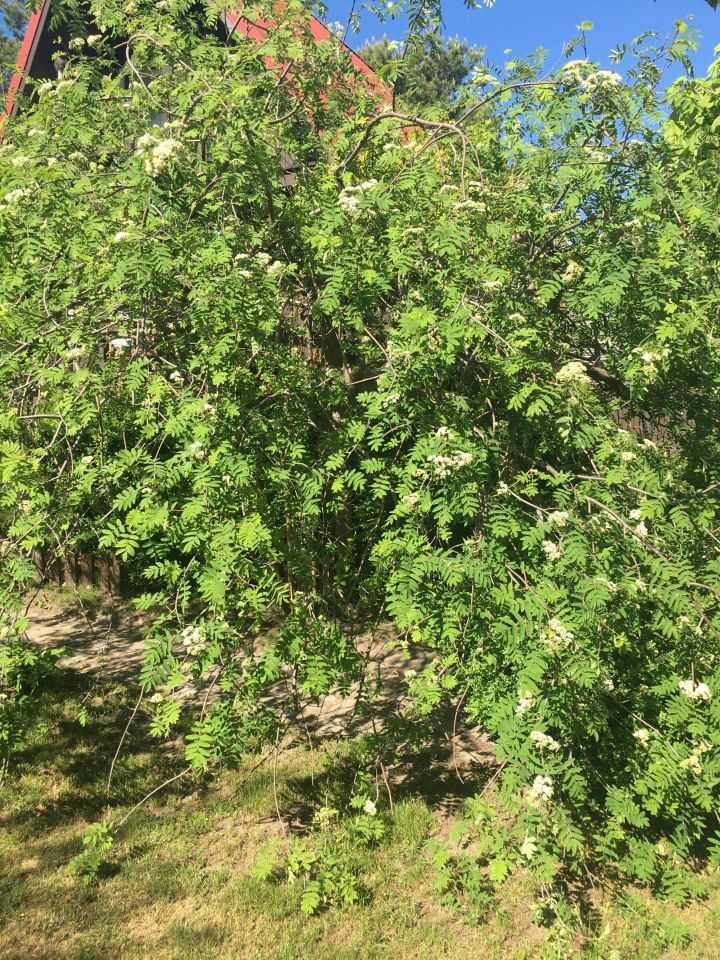 Działka rekreacyjna Czarne Małe. Zdjęcie 57