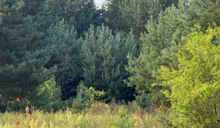 Działka rolno-budowlana Kępina