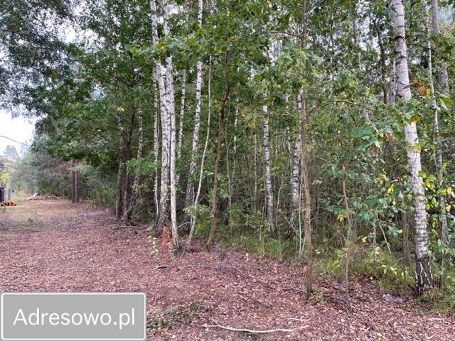 Działka leśna Baczki. Zdjęcie 6
