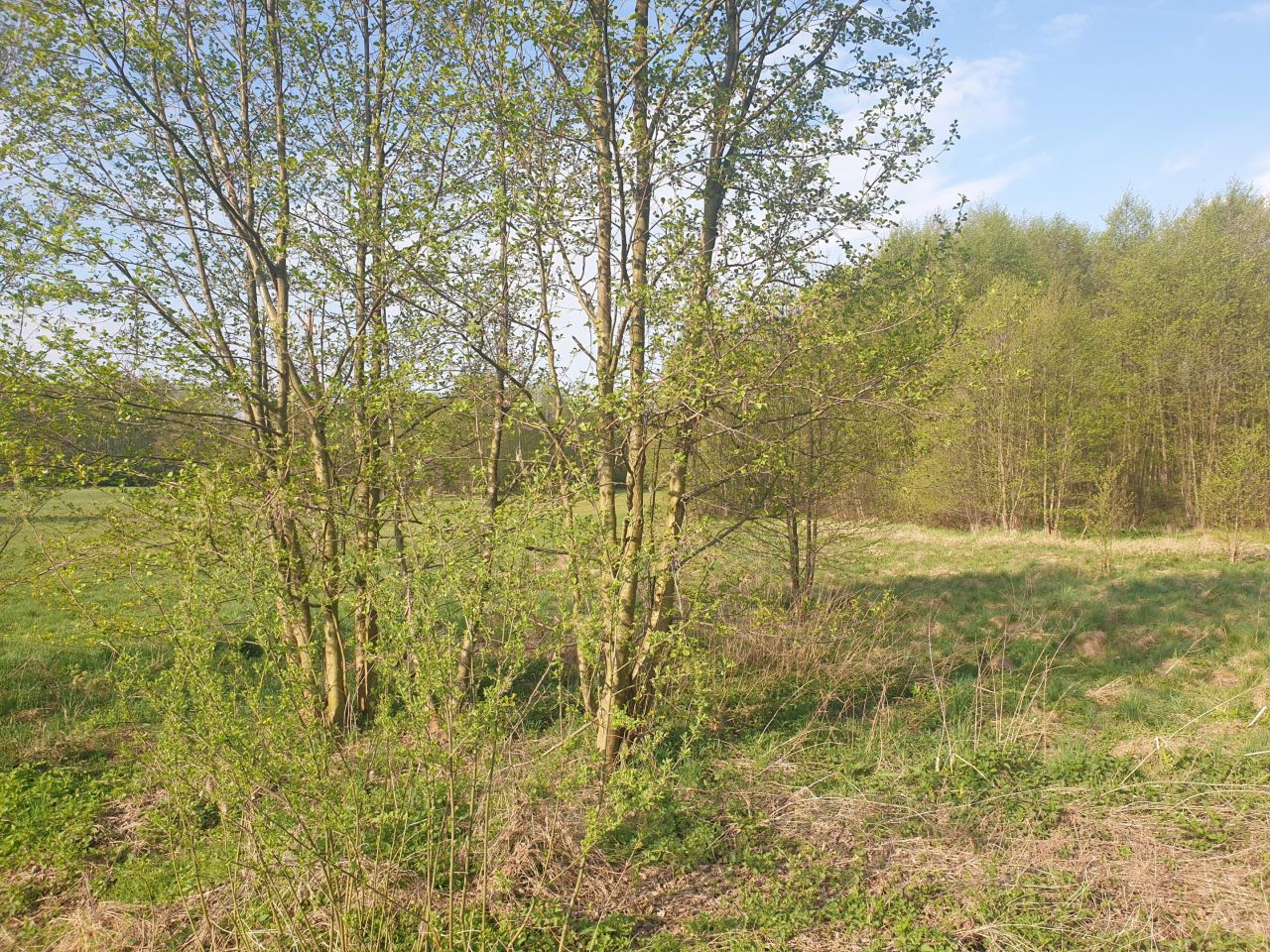 Działka budowlana Biała Róża. Zdjęcie 6