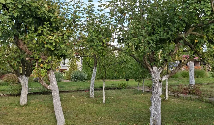 Działka rod Śrem, ul. Jeziorna