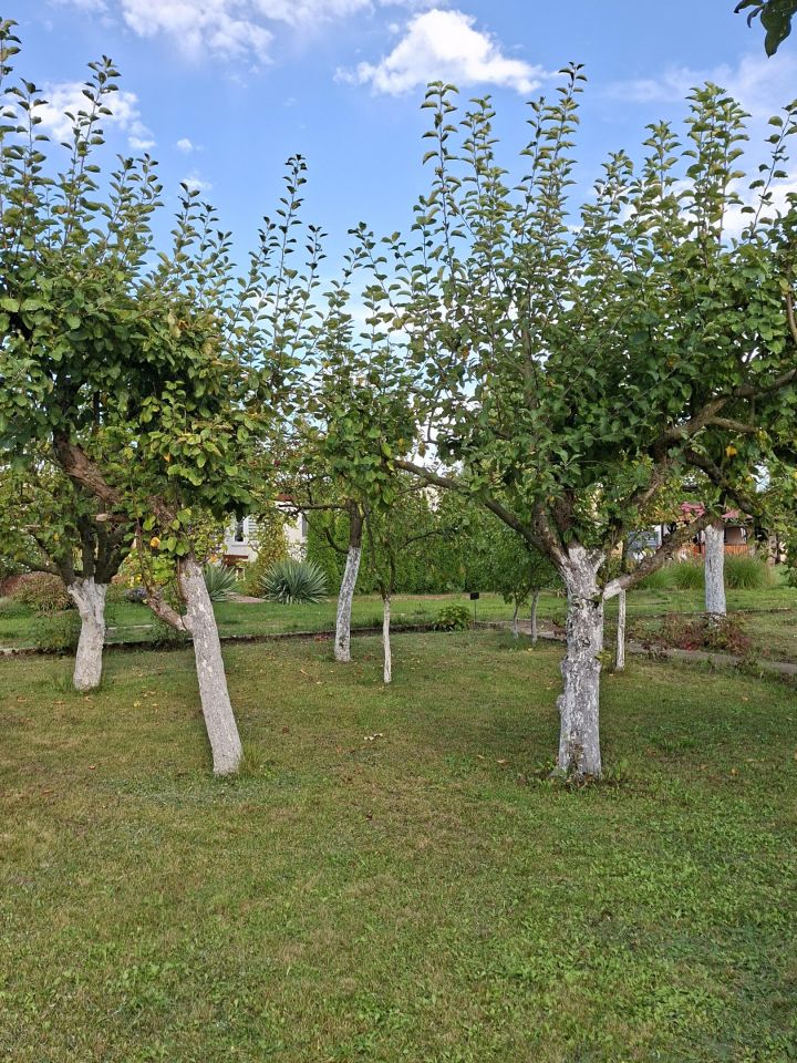 Działka rod Śrem, ul. Jeziorna. Zdjęcie 5