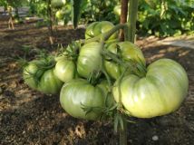 Działka rod Wrocław Fabryczna, ul. Klecińska. Zdjęcie 4