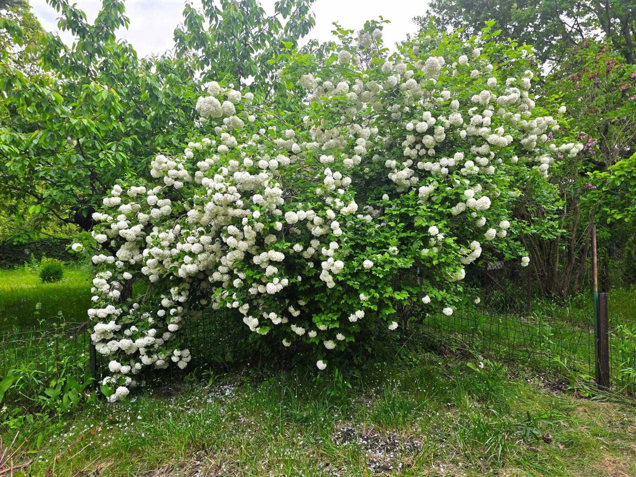 Działka rod Warszawa Mokotów, ul. Jana III Sobieskiego. Zdjęcie 8
