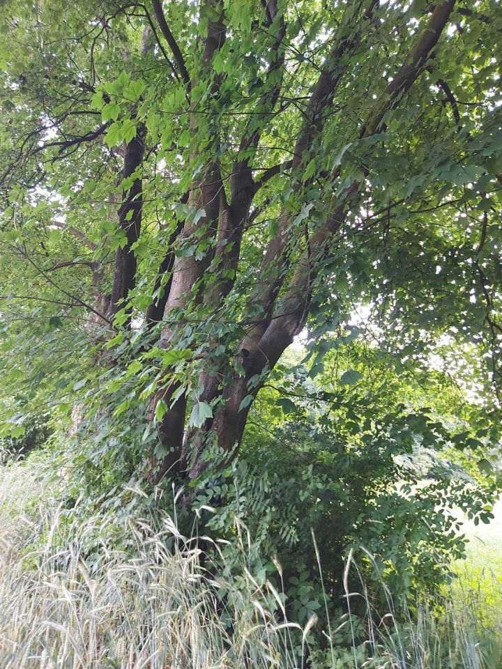 Działka budowlana Mąkoszyce. Zdjęcie 5