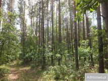 Działka rolno-budowlana Siemianówka. Zdjęcie 1