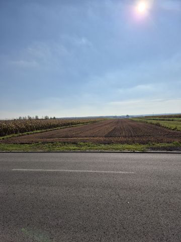 Działka rolno-budowlana Dalachów. Zdjęcie 1