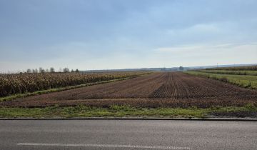 Działka rolno-budowlana Dalachów