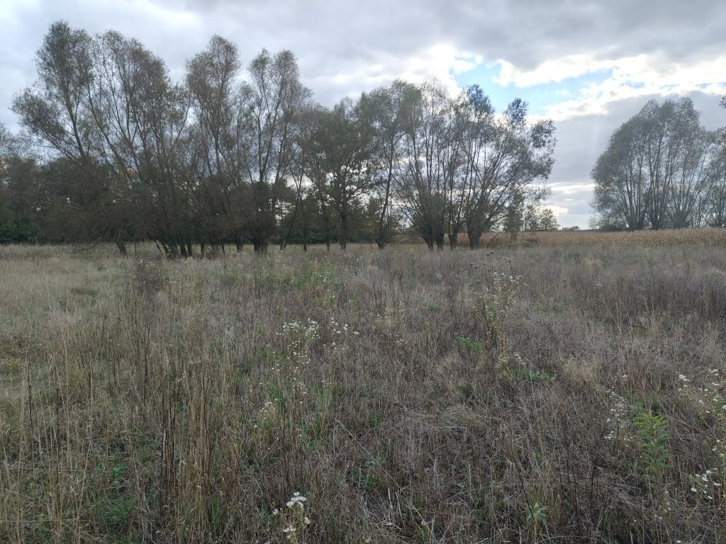 Działka budowlana Babicha. Zdjęcie 5