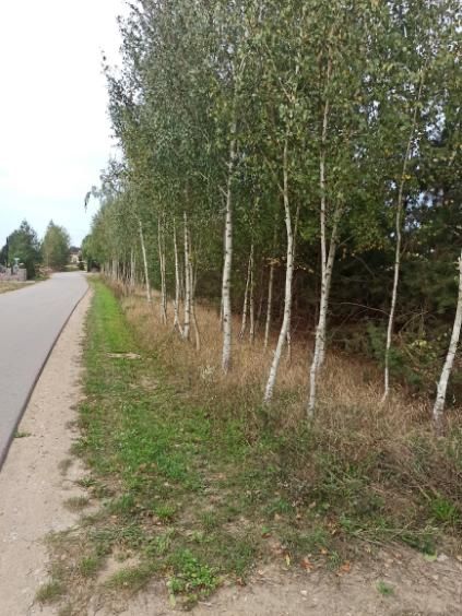 Działka budowlana Szwelice. Zdjęcie 7