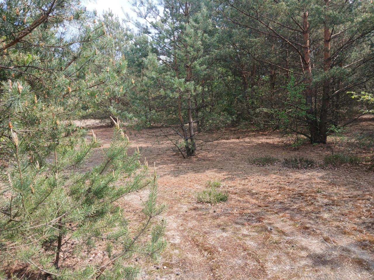 Działka budowlana Helenów. Zdjęcie 6