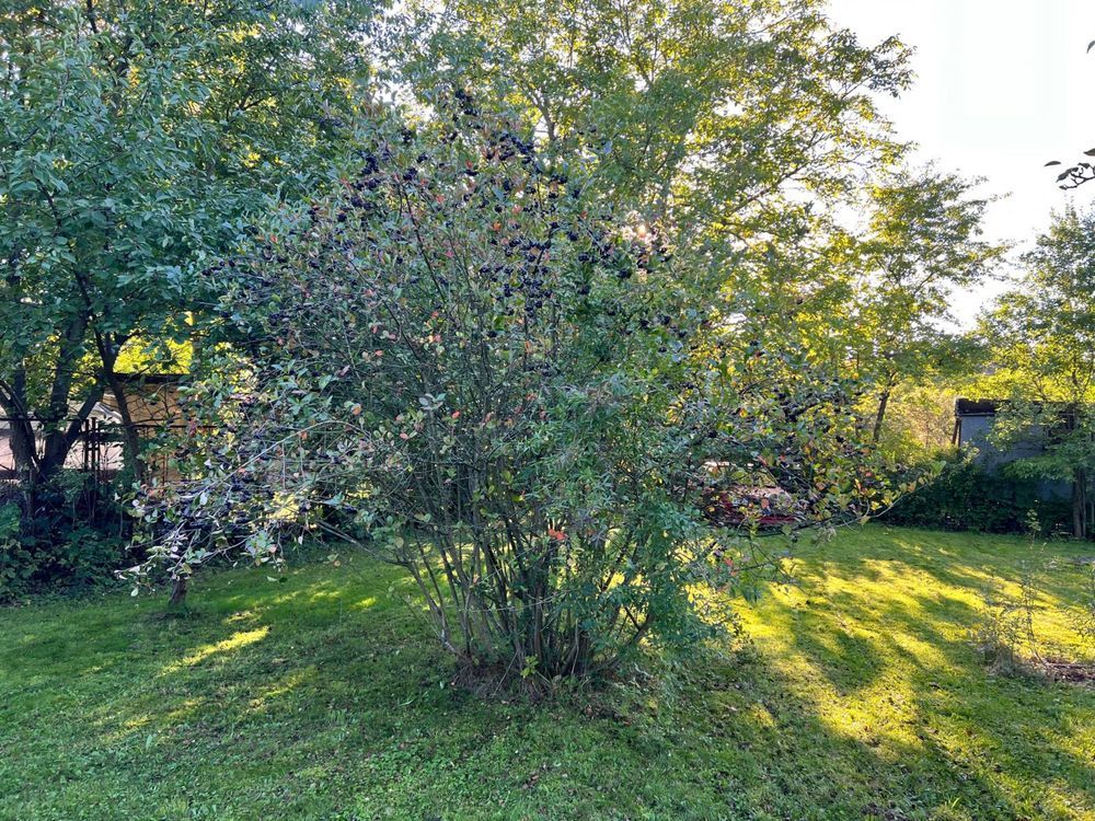 Działka rod Osiek. Zdjęcie 5