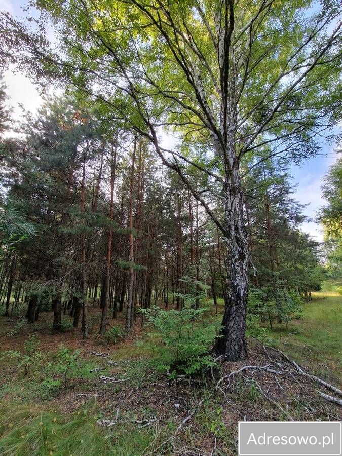 Działka rekreacyjna Orchówek, ul. Wesoła. Zdjęcie 8