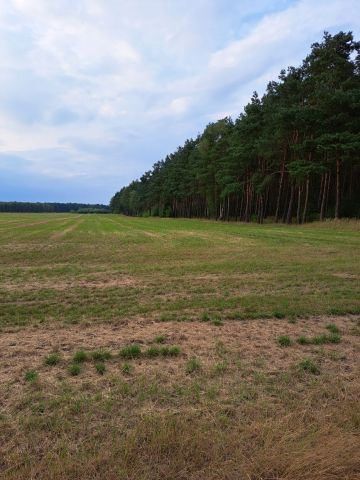 Działka rolna Jedlno Pierwsze. Zdjęcie 1