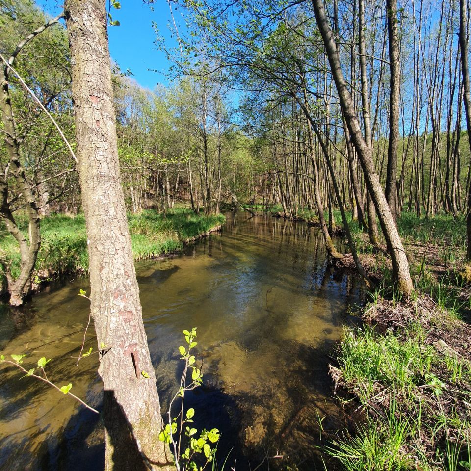 Działka rolno-budowlana Golce. Zdjęcie 2
